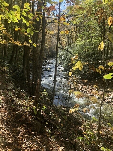 Shining Rock Stream - Pisgah National Forest