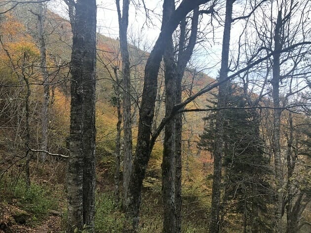 Shining Rock View 2 - Pisgah National Forest