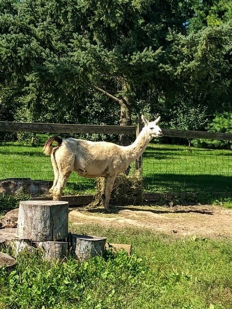 Eugsters Farm Wisconsin - Animal