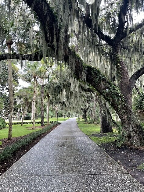 Jekyll Island, Georgia - Oaks