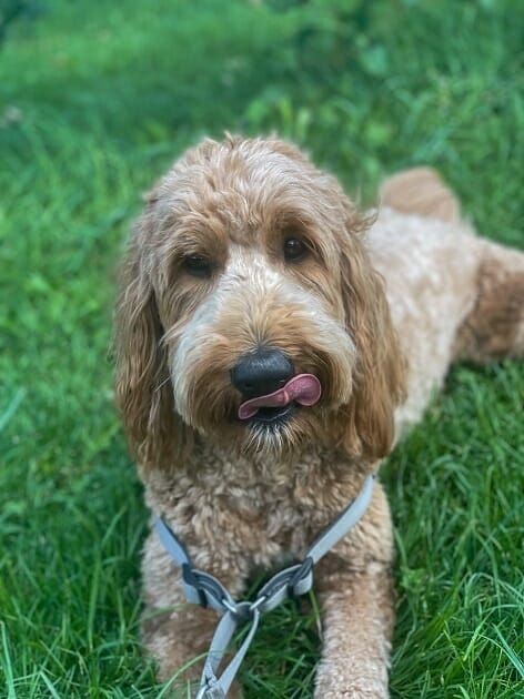 Willow - Goldendoodle