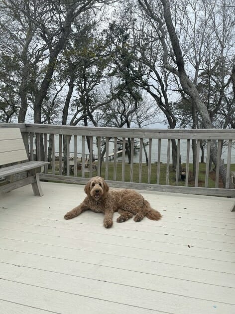 Willow - Pensacola, Florida
