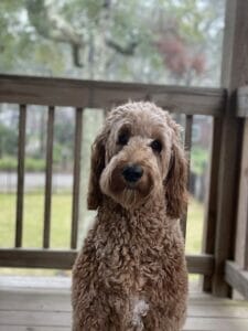 Willow - Goldendoodle Dog