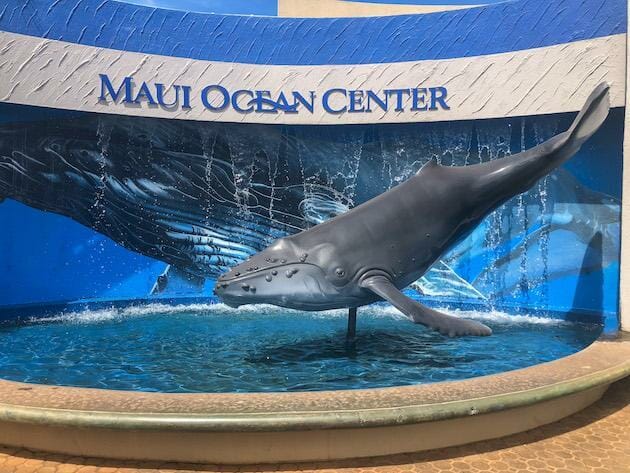 Maui Ocean Center - Sign and whale statue in small fountain. 