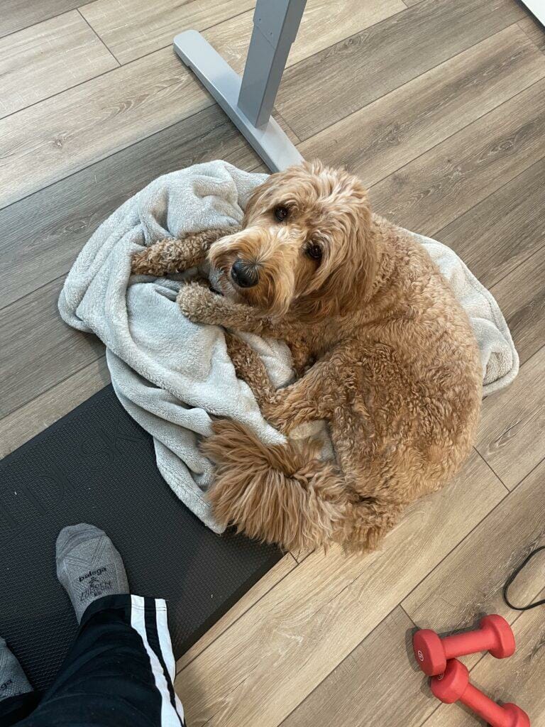 Willow Under Desk