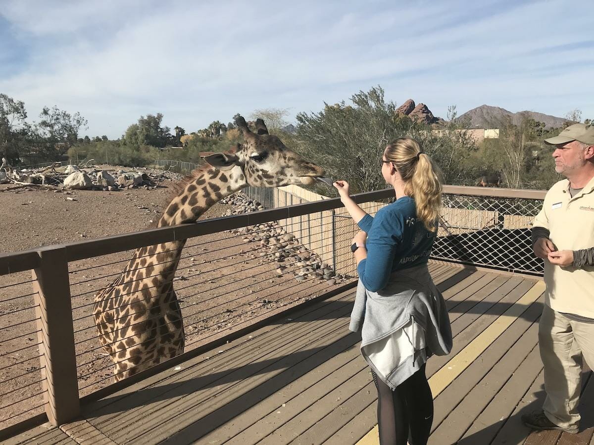 Feed Giraffe - Phoenix Zoo