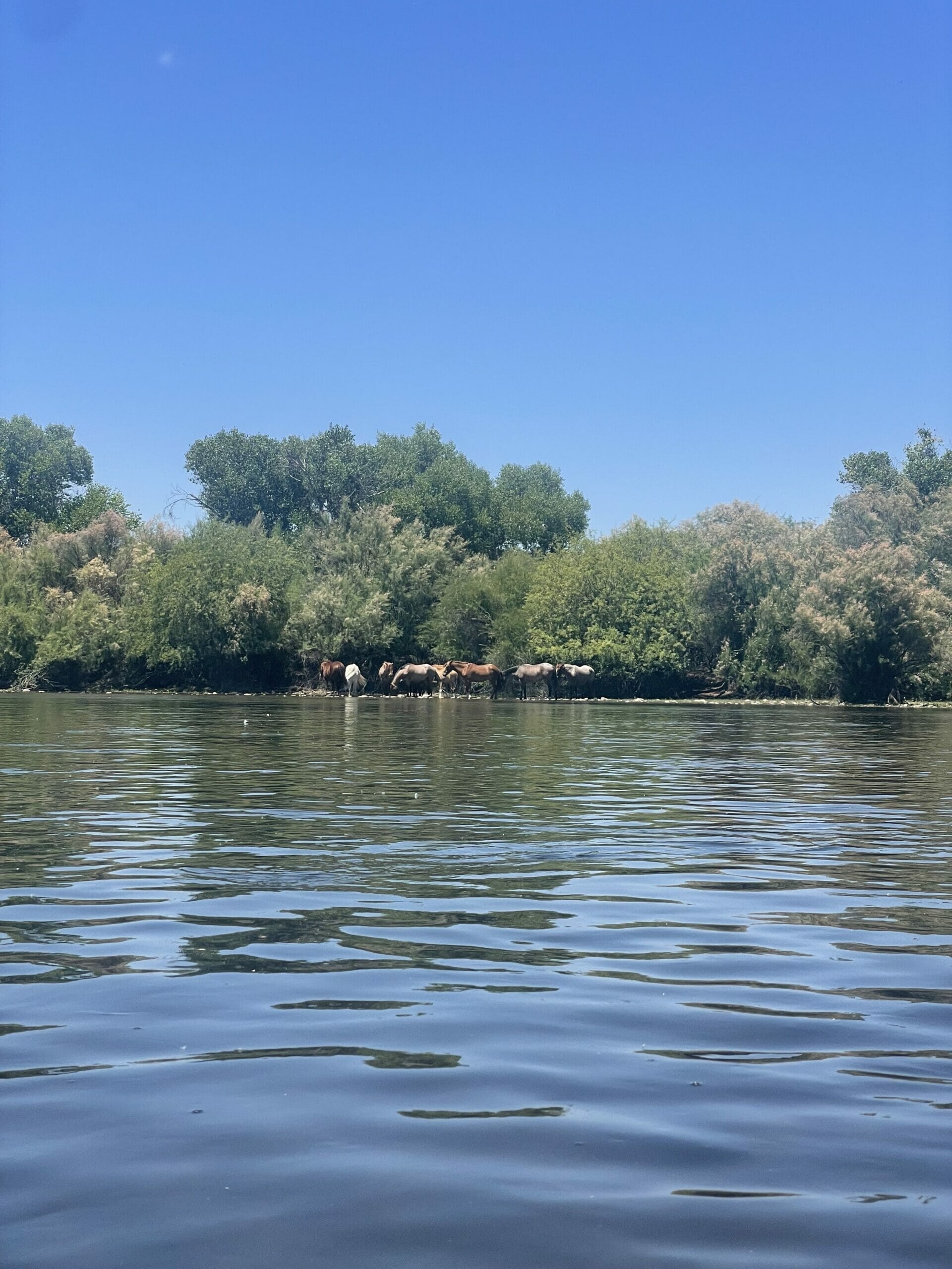 Salt River Tubing - Wild Horses