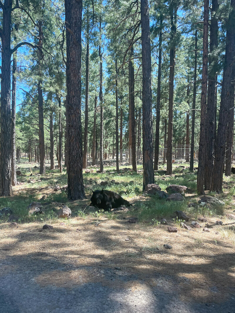 Bearizona Wildlife Park Bear