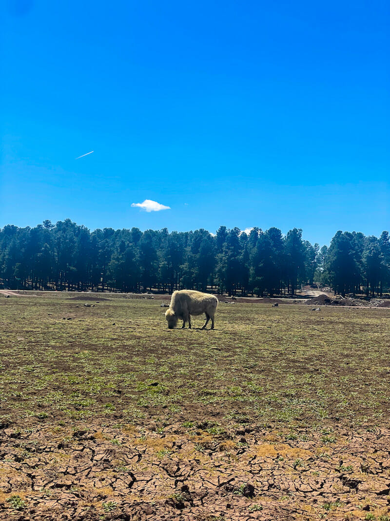 Bearizona Wildlife Park Bison