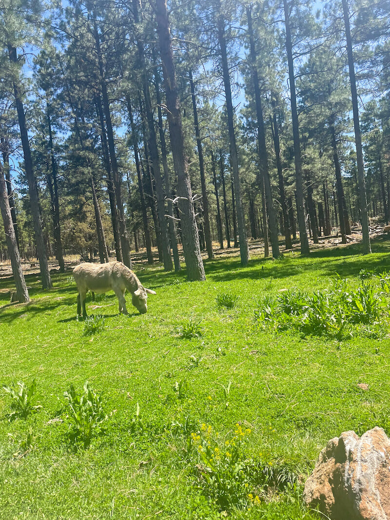  Bearizona Wildlife Park Burros