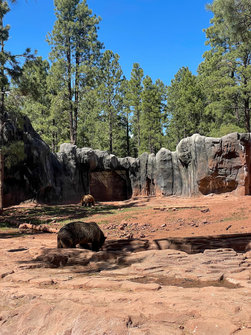 Fort Bearizona Bears