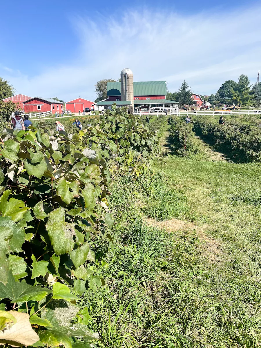 Berry patch at Eplegaarden Farm with farm in the background 