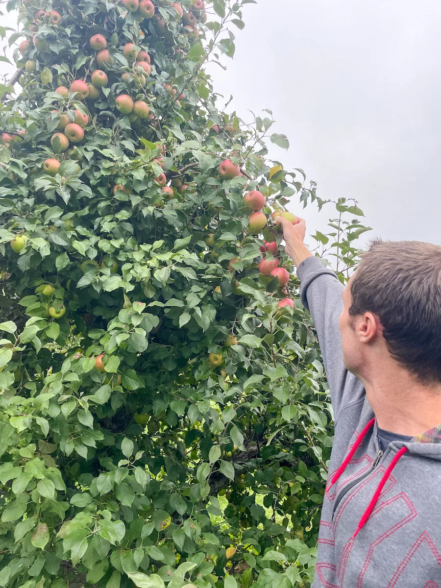 Man reaching for apple on tree during an apple picking outing 