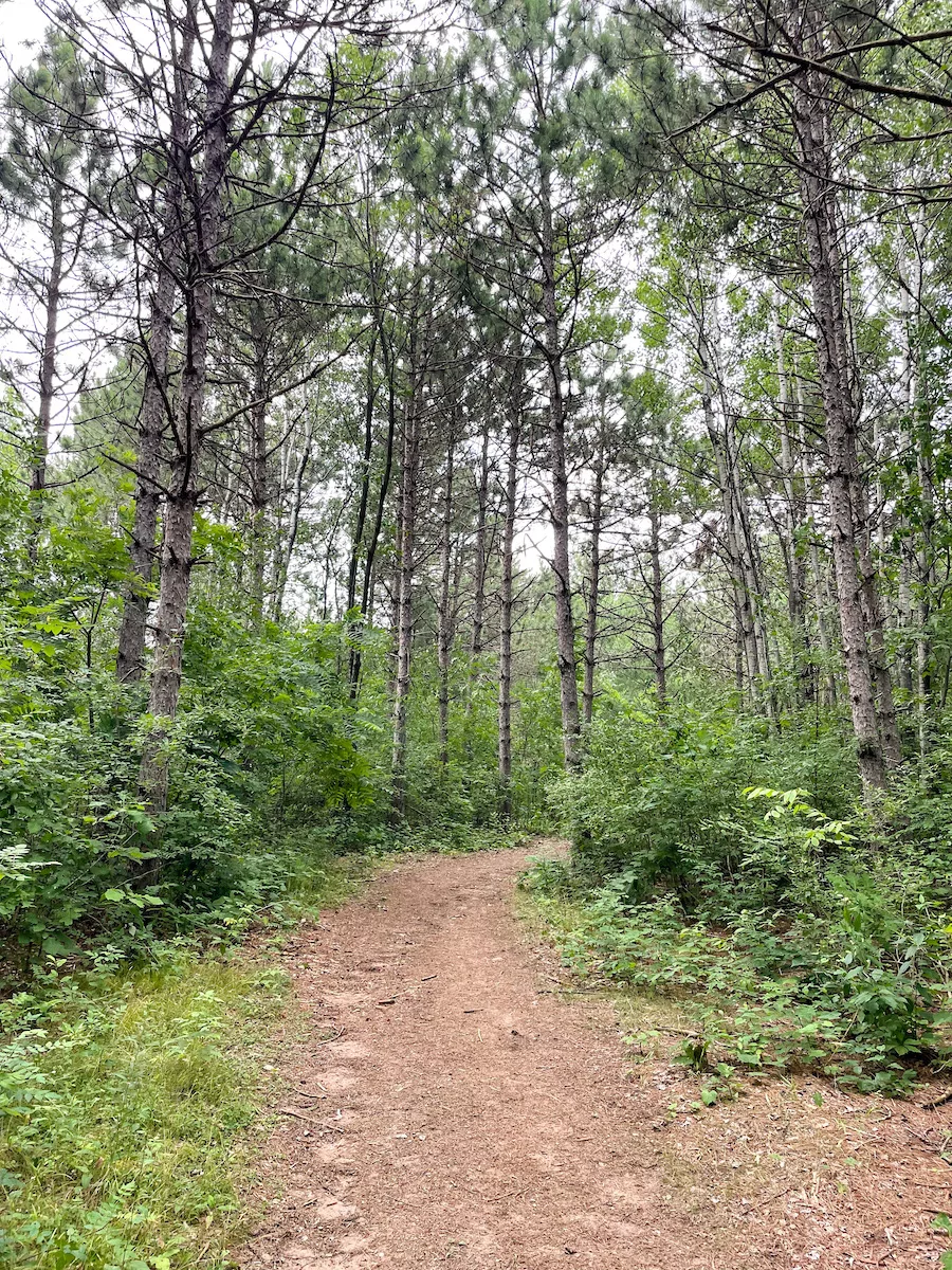 Hiking trail in Lake Wissota State Park surrounded by tall trees and bushes. 