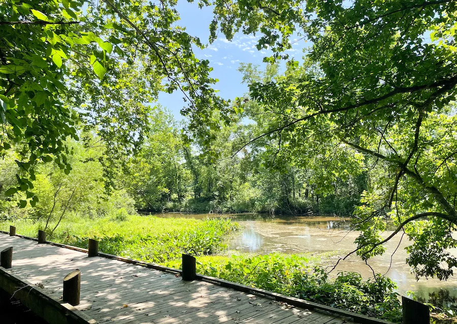 Algae-filled lake surrounded by trees and a boardwalk in the Springfield Conservation Center trail area. 