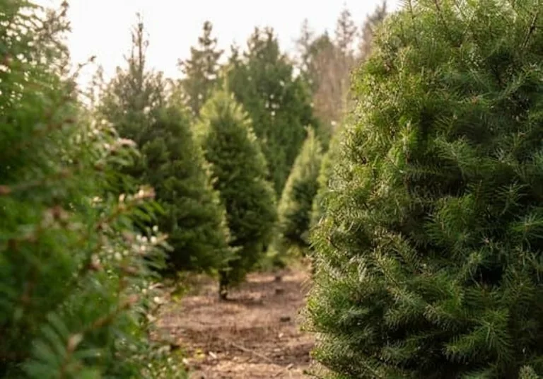 9 Top Christmas Tree Farms Near Madison, WI (2024)
