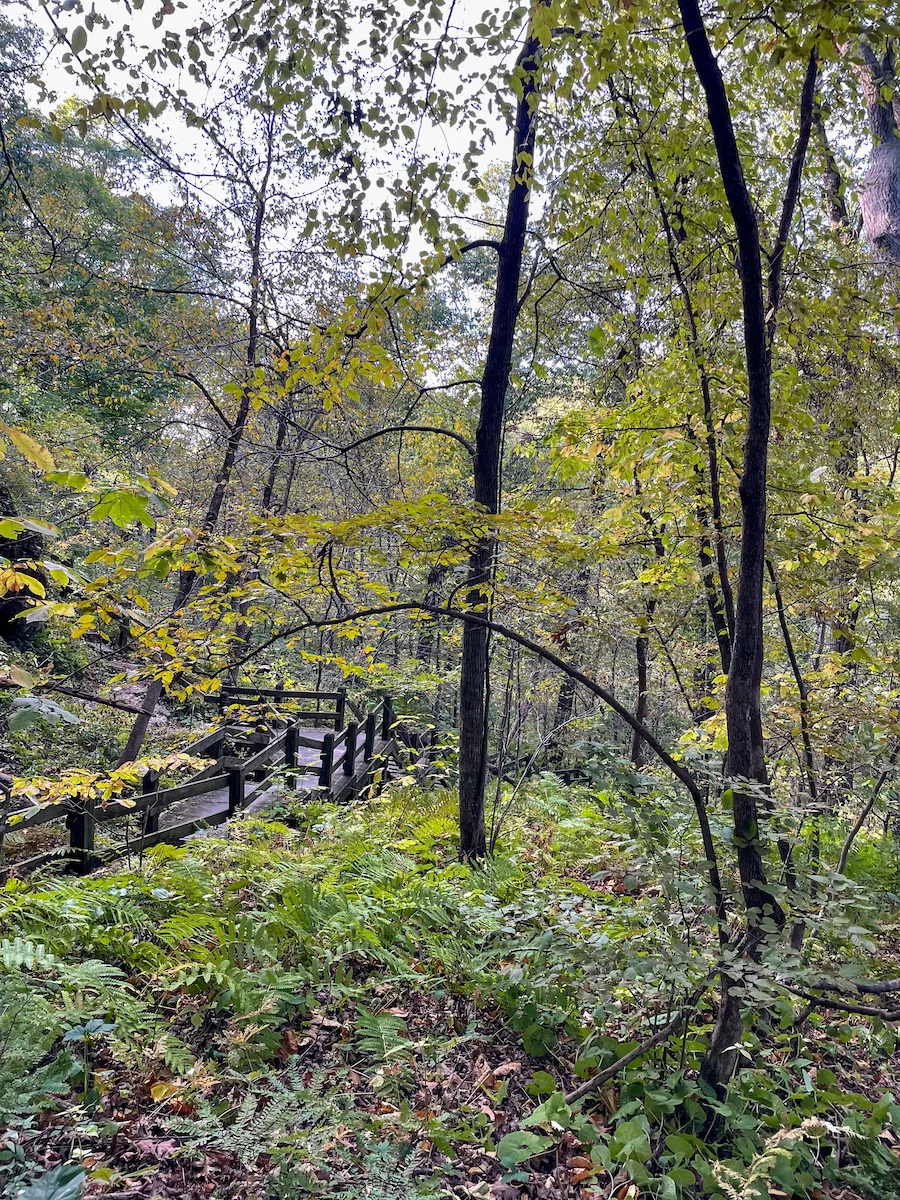 Woodsy area with tall trees and wooden stairs going down in the background. 