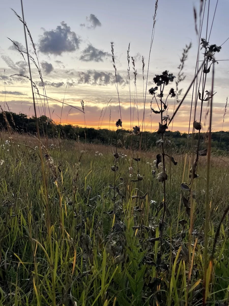 Tall green grasses with a light pink sunset popping through on the Table Bluff Segment of the Ice Age Trail 