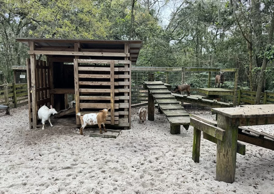 Goats playing on wooden structure at Tree Hill Nature Center