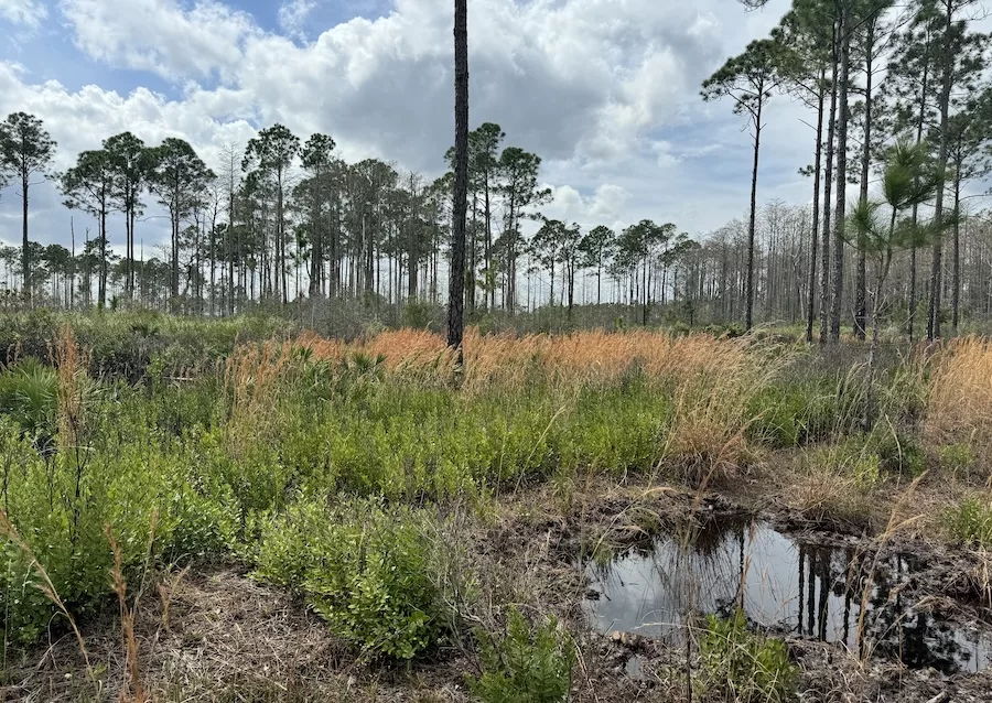 Marshy area with tall trees and bushes and Pumpkin Hill Creek Preserve State Park in Jacksonville, FL