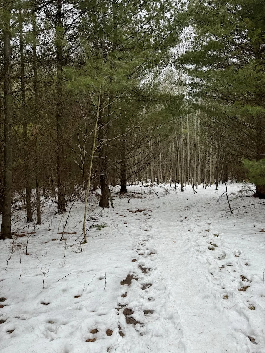 Image of a snow-covered trail in Door County, WI surrounded by tall evergreen trees 